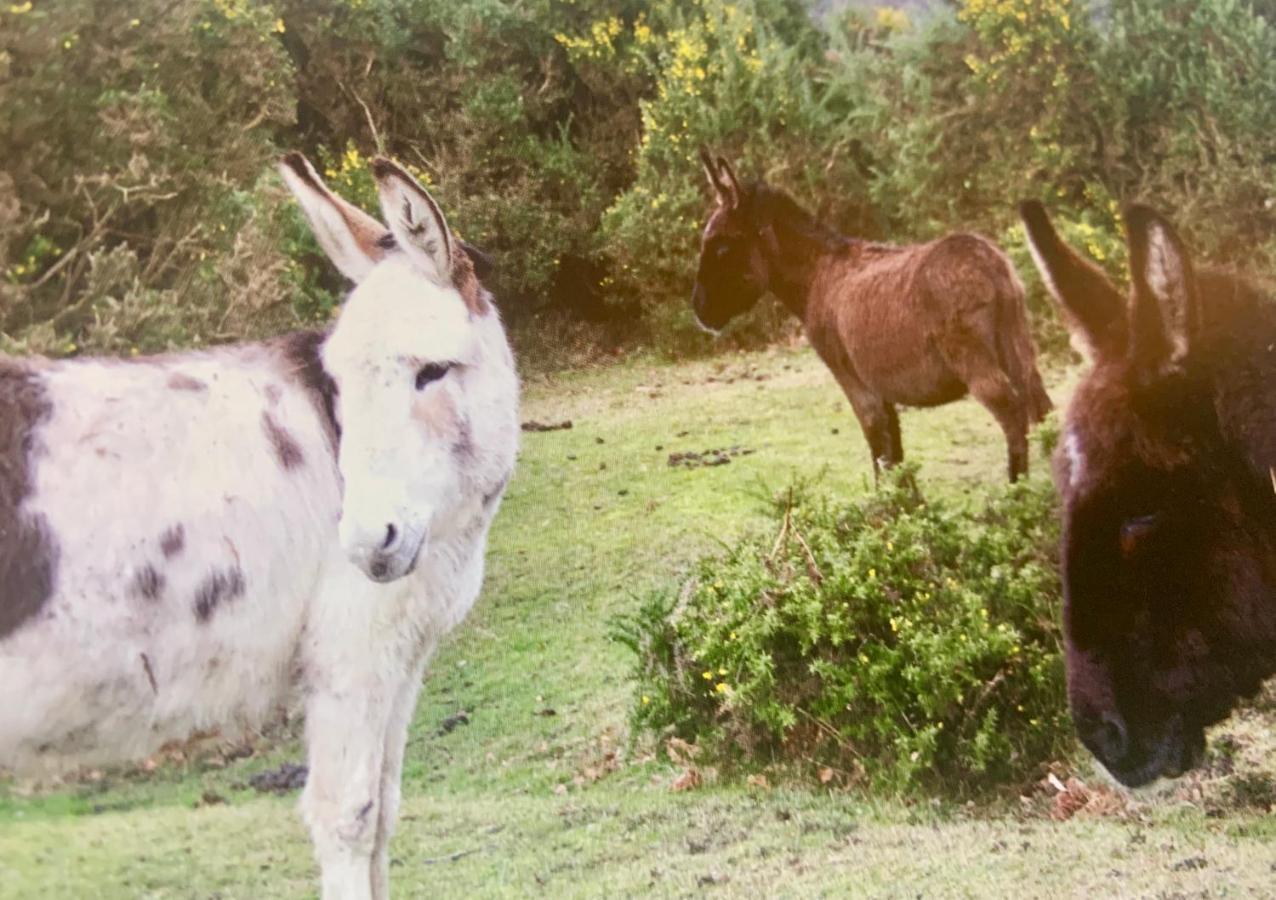 Shorefield Country Park, Where The New Forest Meets The Sea, Passes For All Entertainment Included Milford on Sea Exterior foto